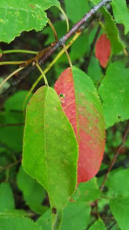 a red autumn leaf of bird cherry on a background of green leaves close-up for the backgroundの写真素材