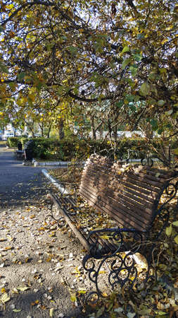 art vertical photo of autumn leaves on a bench on the path in the parkの写真素材