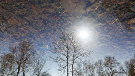 Spring. reflection in a spring puddle of trees, sun and sky 2の写真素材