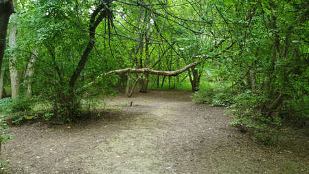 forest glade near a small river on a sunny summer dayの写真素材