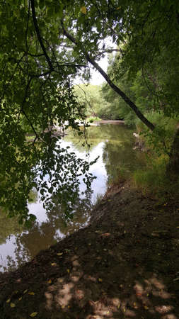 in the forest on the banks of a small river on a sunny summer dayの写真素材