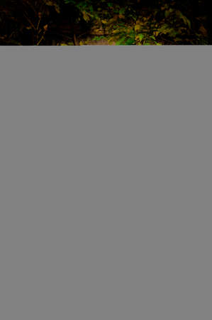 young trees in autumn on a dark background close-upの写真素材