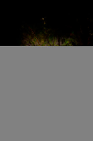 autumn leaf on a dark background close upの写真素材