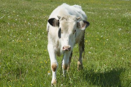 The bull is grazed on a pastureの写真素材