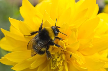 The shaggy bumblebee sits on a yellow flower