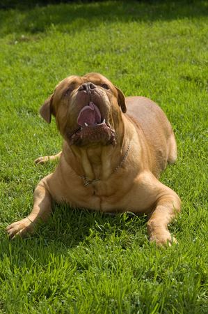 dog of breed bordoss mastiff on walkの写真素材