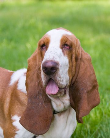 dog of breed brasilian baset-haund on walkの写真素材