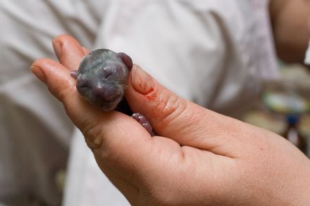 Newborn kittens of breed Russian blue in five minutes after a birthの写真素材
