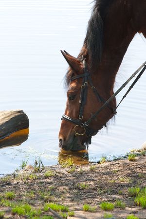 tired horse drinks water from the riverの写真素材