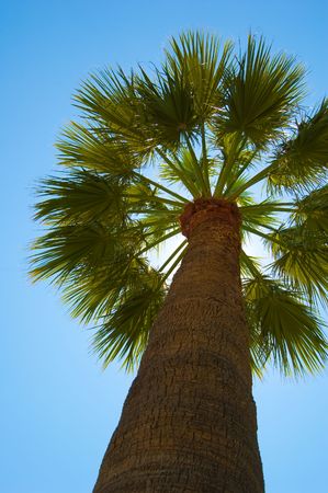 Fan palm tree against the blue skyの写真素材