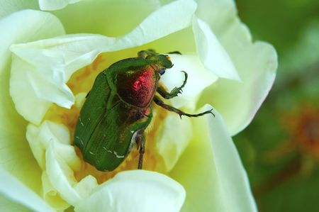 Bug on a dogrose flower close up. Macroshootingの写真素材