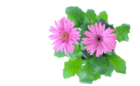 Beautiful decorative room flowers-chrysanthemumsの写真素材