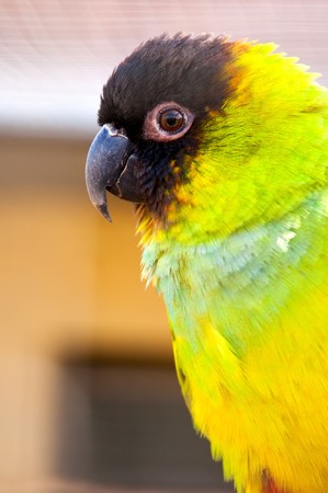 Beautiful exotic parrots in zooの写真素材