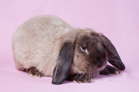 Small fluffy rabbit on a pink backgroundの写真素材