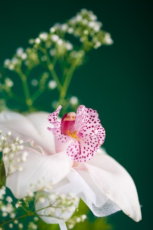 Perfect white orchids on green backgroundの写真素材