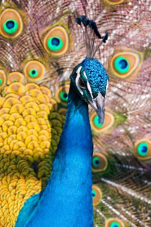 Colorful Peacock in Full Featherの写真素材