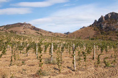 A wide panorama view of the beautiful rolling vineyards in Crimeaの写真素材