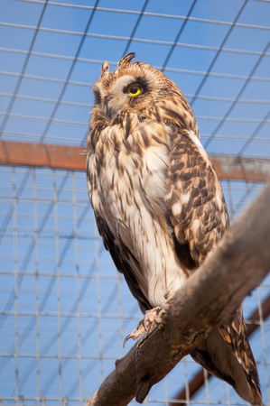 Closeup portrait of an owl. The focus is in his eyes.の写真素材
