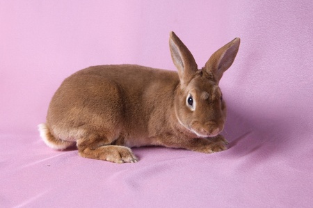 Small fluffy rabbit on a pink backgroundの写真素材