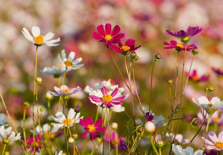 Beautiful decorative flowers growing on bed