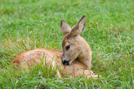 fallow deer against a green grassの写真素材