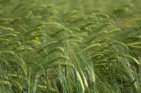 Background from green ears of a ryeの写真素材
