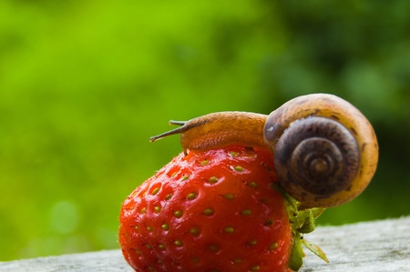 garden snail creeps on a berry of a ripe strawberry. Small depth of sharpness. Focus on a snail.の写真素材
