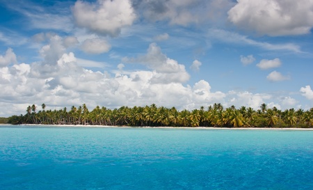 Palm trees grow on the bank of the tropical sea against the blue sky