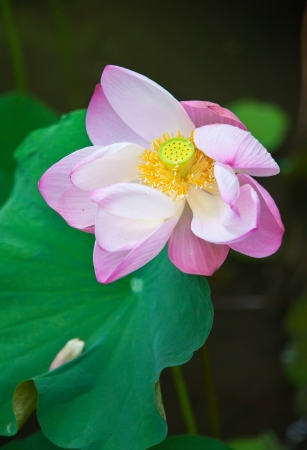 Pink  Lotus flower Or Water liliesの写真素材