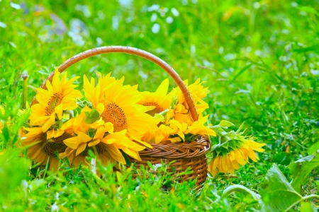 basket with sunflowers costs on a green grassの写真素材