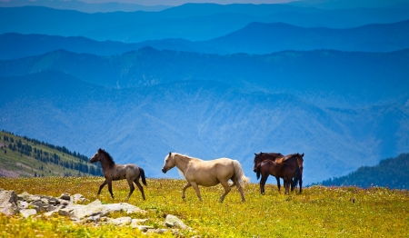 Horses and stallions on herbs field of mountain peak in summer day, Altai, Russiaの写真素材