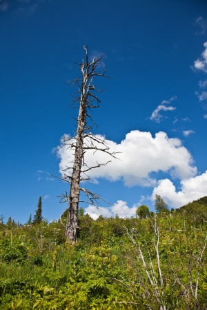 Tall withered tree on top of the hill with blue skyの写真素材