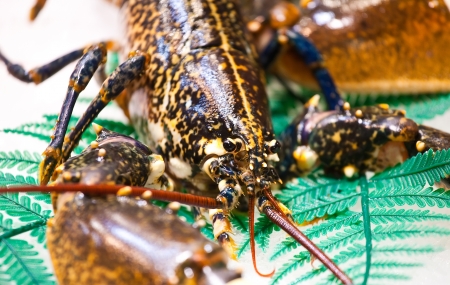 Dark lobster with big claws on store counterの写真素材