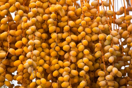 Background of sweet yellow date fruits close upの写真素材