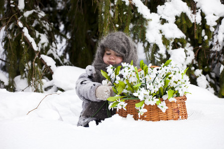 Little girl in a winter wood with the big basket of snowdropsの写真素材