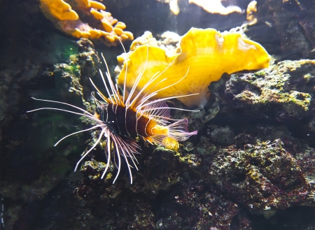 Different small tropical fish in coral reef underwater