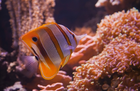Different small tropical fish in coral reef underwater