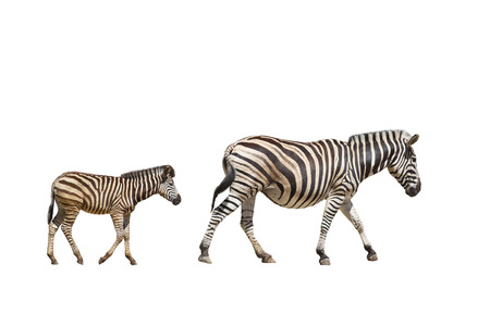 adult and young zebras on white の写真素材