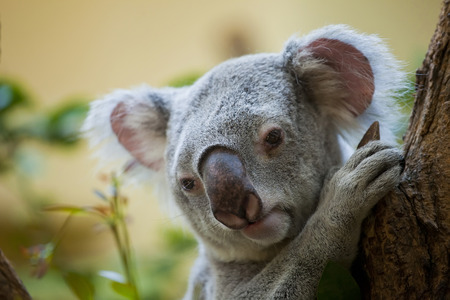  koala a bear sits on a branch of a treeの写真素材