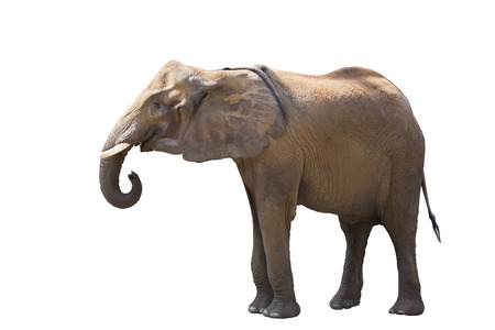 African elephant. Isolated on white の写真素材