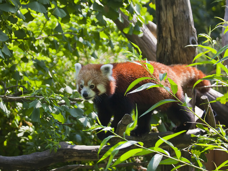 red fox on a tree branchの写真素材