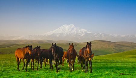 Herd of horses on a pasture in mountains, the Caucasus, Russiaの写真素材