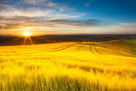 Field of ripe wheat in the rays of the rising sun.
Tuscany. Italyの写真素材
