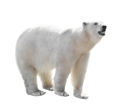 Polar Bear isolated on the white backgroundの写真素材