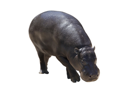 Hippopotamus (Hippopotamus amphibius), it is isolated on a white backgroundの写真素材
