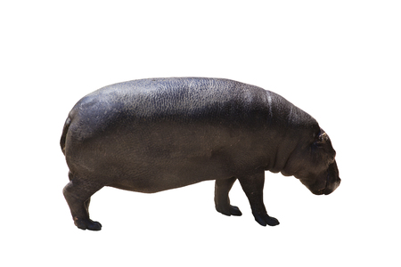 Hippopotamus (Hippopotamus amphibius), it is isolated on a white backgroundの写真素材