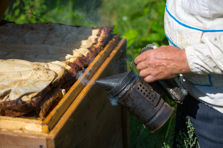 Working apiarist and frame with bees.の写真素材