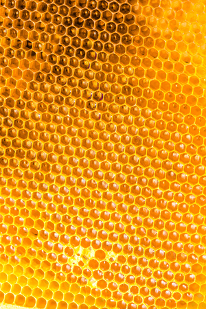 bee honey in honeycomb closeup