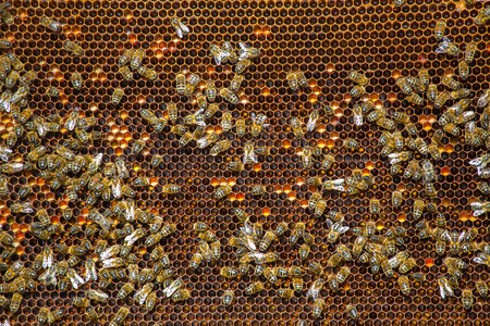 Work bees in hive Bees convert nectar into honey and close it in the honeycomb, and care for larvae