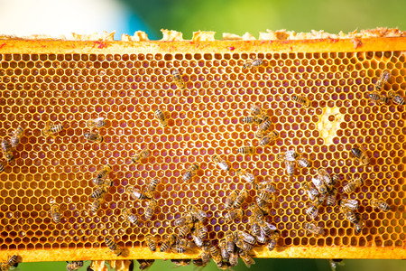 Close up view of the working bees on honeycells.